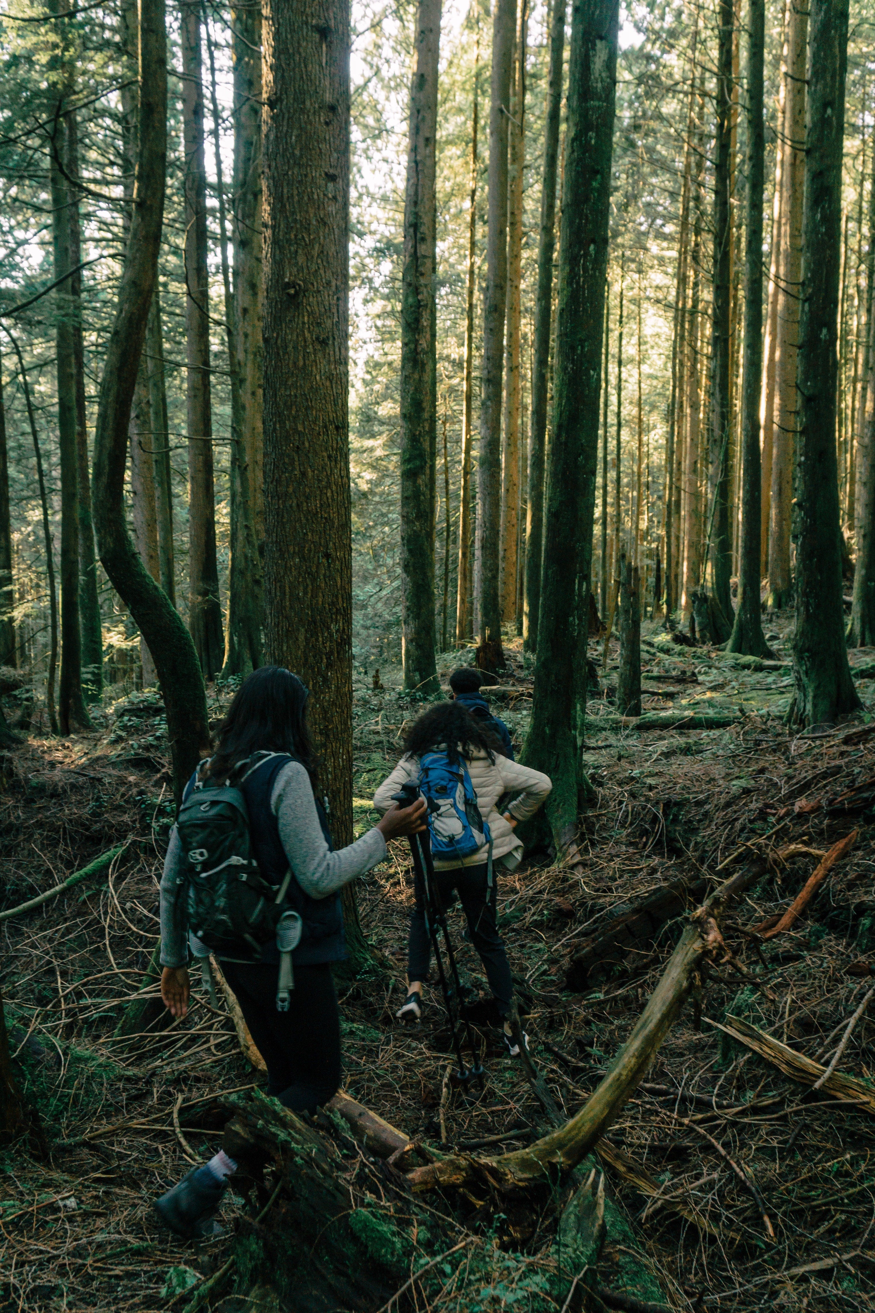 Three people hiking in the woods