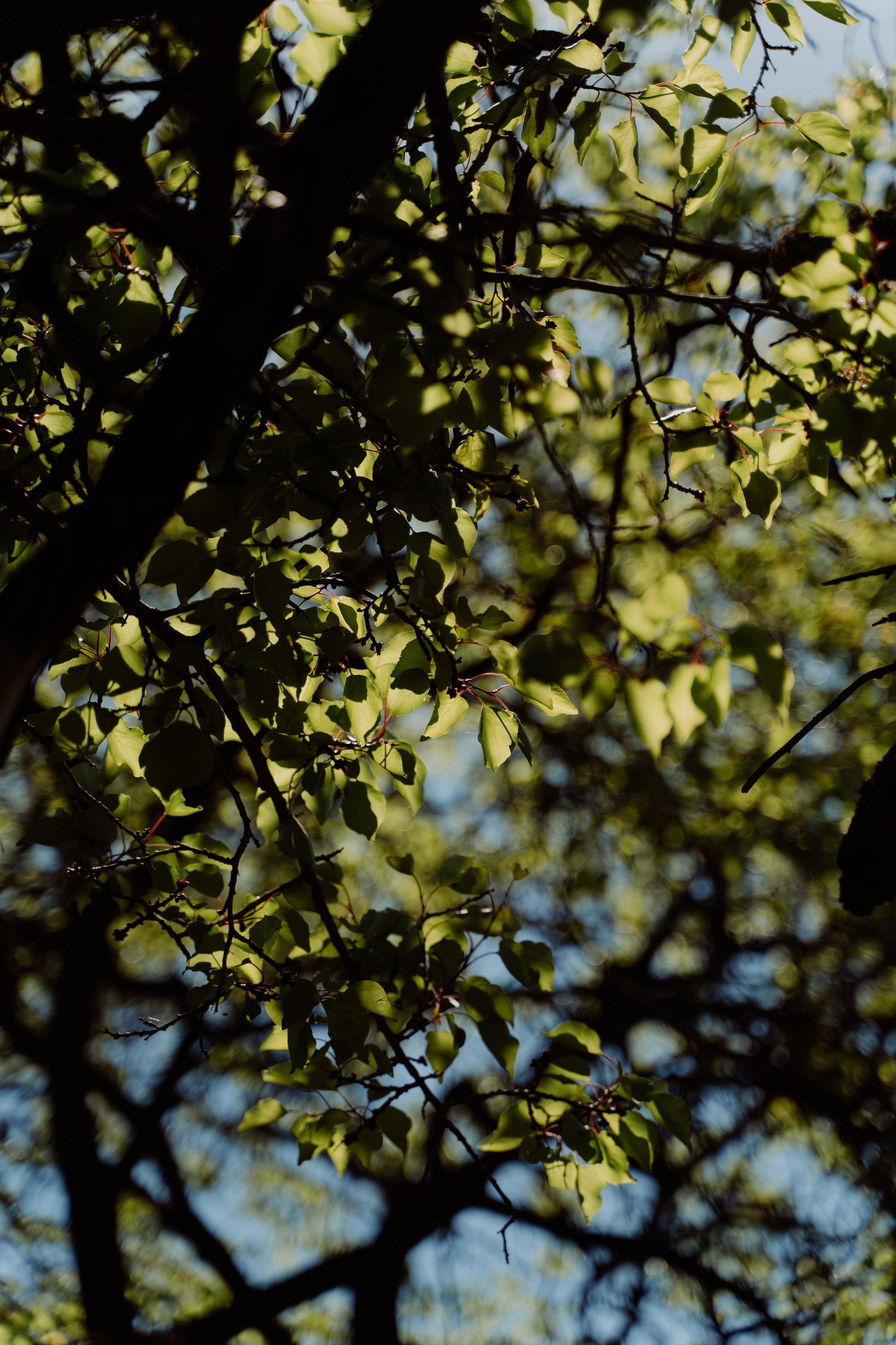 Elderberry Tree