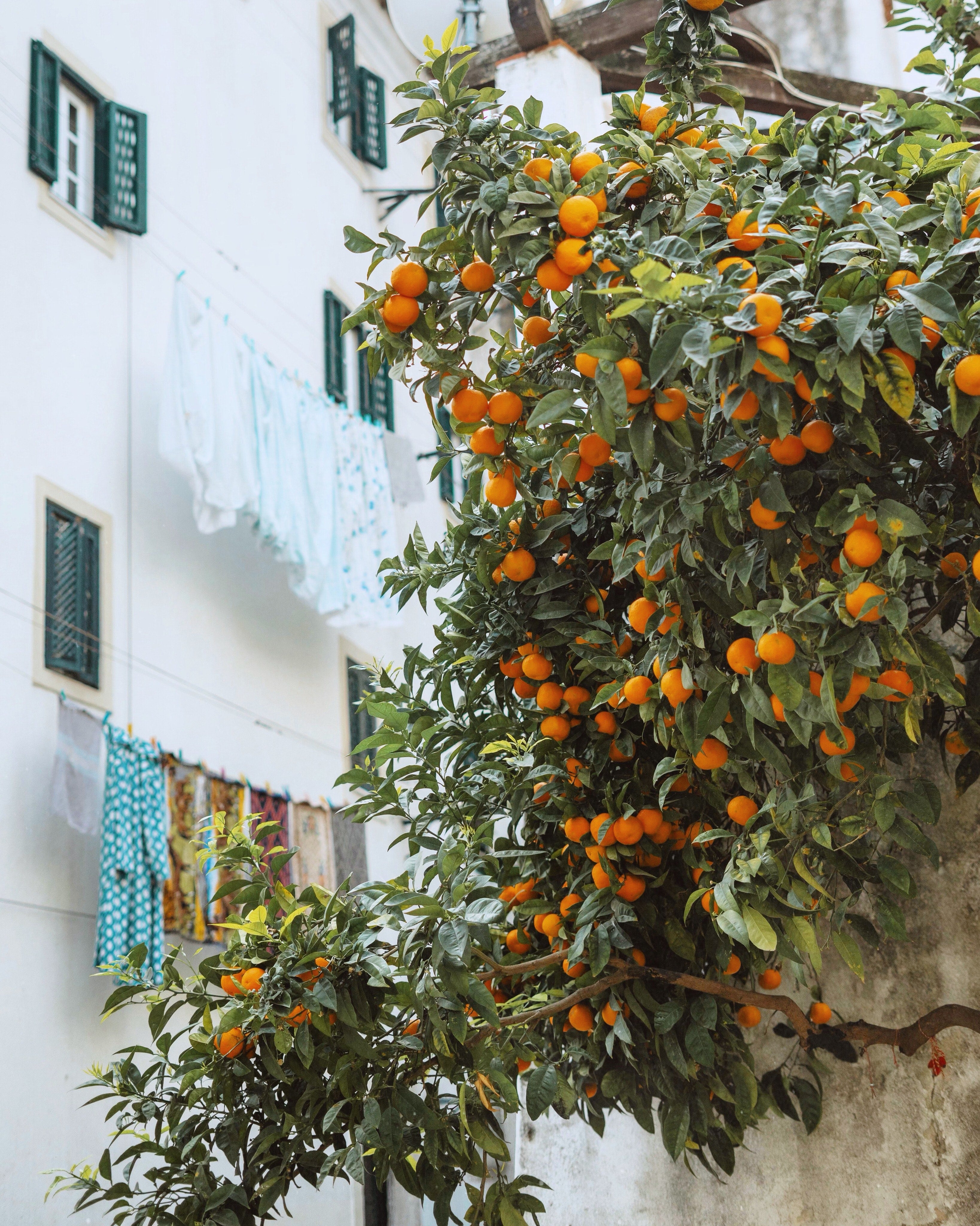 Orange tree in neighborhood