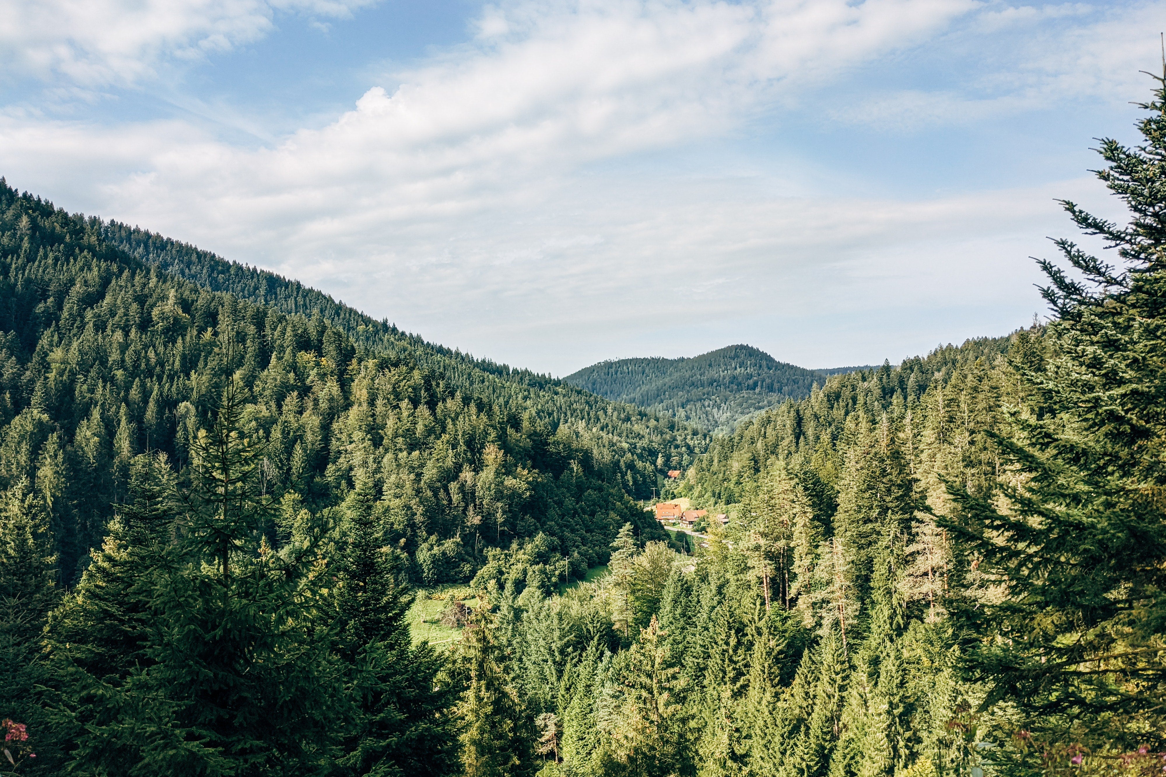 Cymbiotika - Planting trees for a brighter future