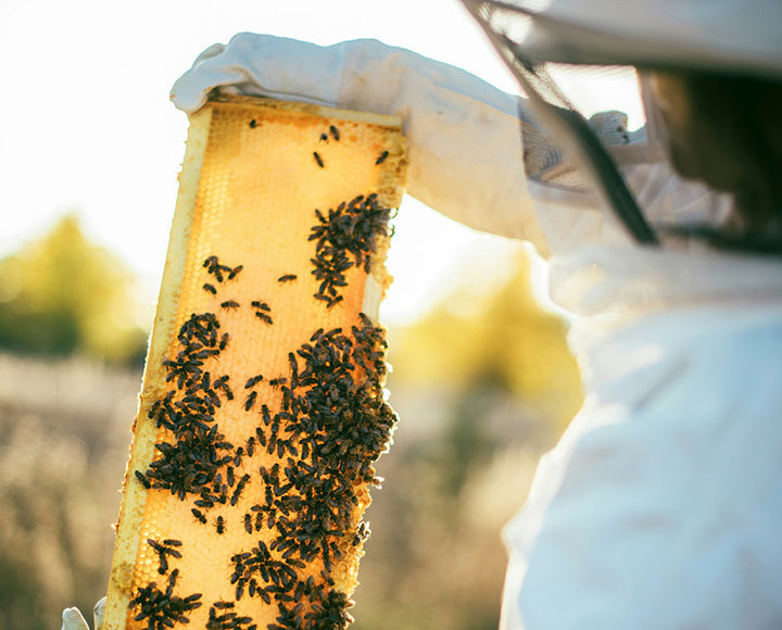pollinator health wellness