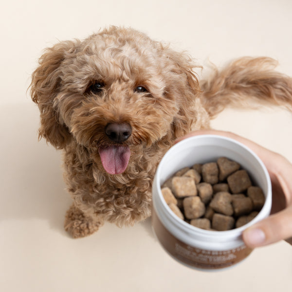 Dog’s Allergy & Immune Health